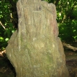 Lesy v okol Hrabina - detail.